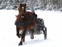 Cavallo Simple (paire)