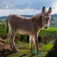 CAVALLO LEB TEST / LOCATION