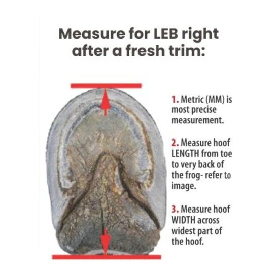 Cavallo LEB - Long Ear Boot - Noire