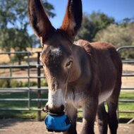 CAVALLO LEB TEST / LOCATION